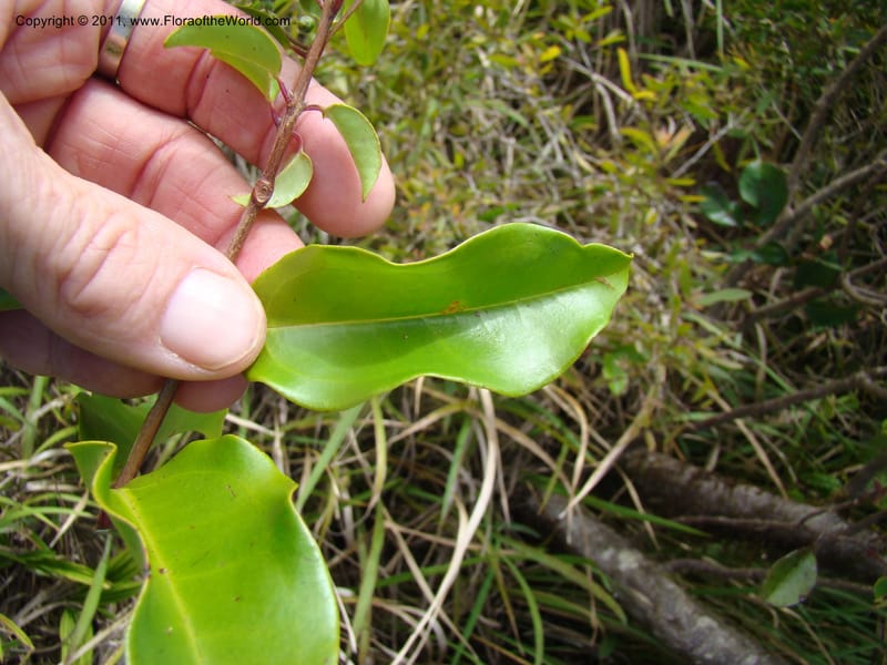 Archirhodomyrtus,  Munzinger, J 4767--New Caledonia, Prov N, Col d'Amoss,  14 Nov 2007, DSC06663 (7).jpg