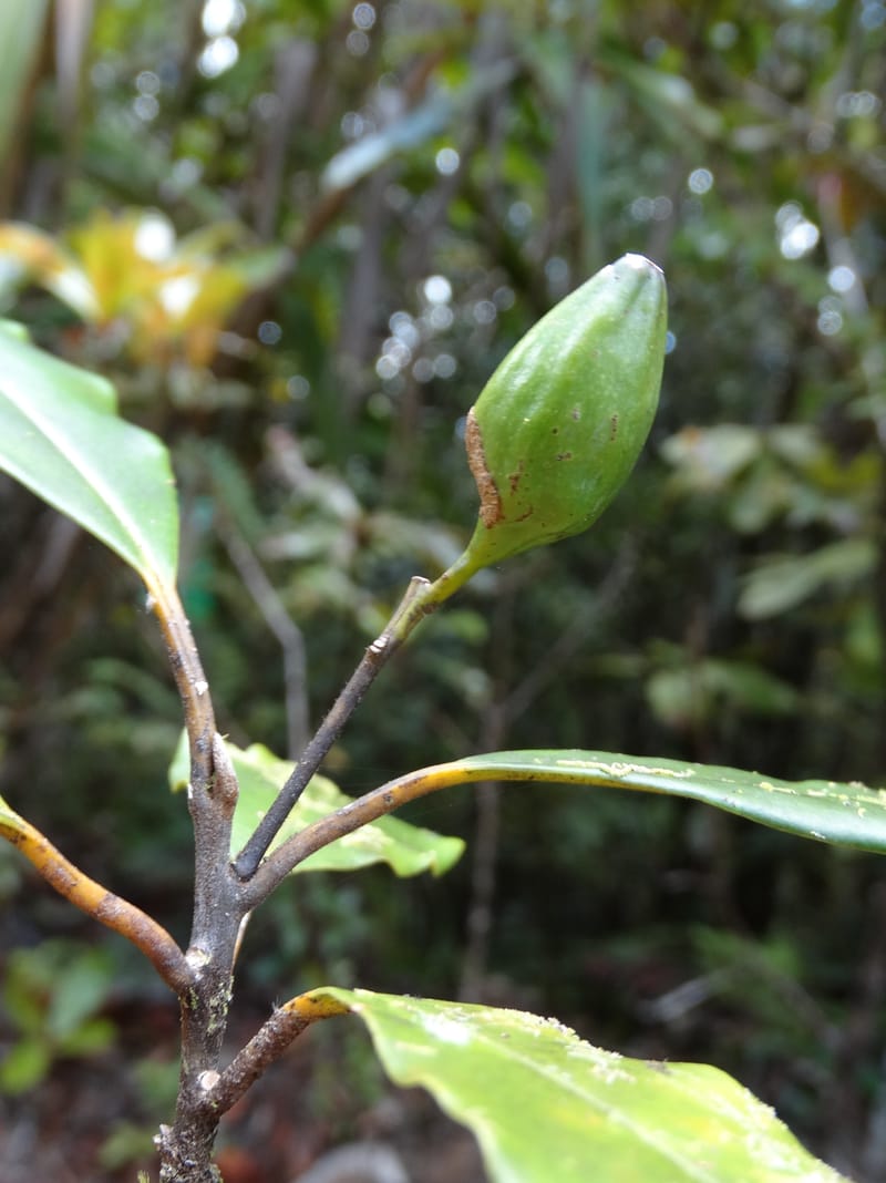 Cryptocarya phyllostemon, Munzinger, J 7408--New Caledonia. Mont Dzumac. 12 Nov 2015. DSC01563 (246).JPG