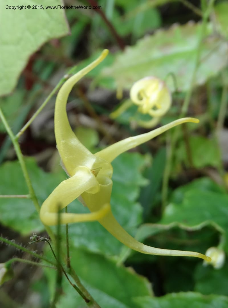 Epimedium, Boufford, D 43586--China. Sichuan. Tudiling Tunnel. 6 May 2014. DSC03860 (198).JPG