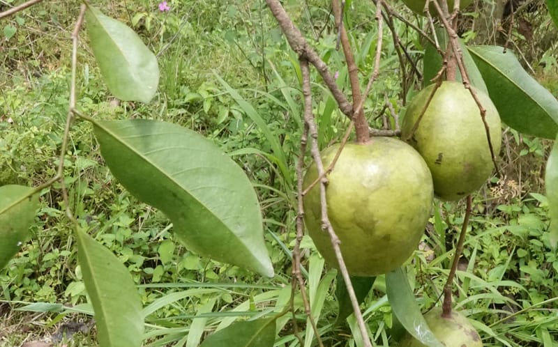 Irvingia gabonensis, C. Davidson 13929--Gabon. Missome Village. 31 Oct 2018. DSC00817 (167).JPG