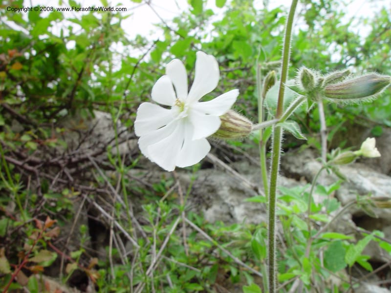Silene alba, cf.--Italy. Abruzzo. Roccamorice, ca. Eremi di San Bartolomeo. 10 May 02. 062.jpg