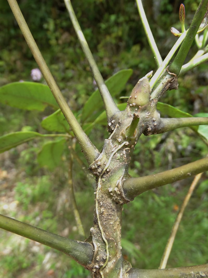 Plerandra grandiflora, Plunkett, G 3178--Fiji. Delaikoro Mtn. 3 Nov 2015. DSC08393 (2).JPG