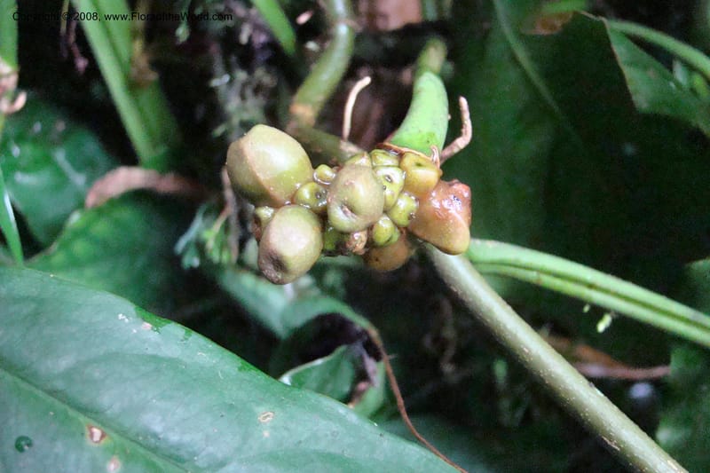 Culcasia falcifolia, WKindeketa2987--Tanz. Rungwe Distr. Rungwe For. Res. 24 Jan 08. 170.jpg
