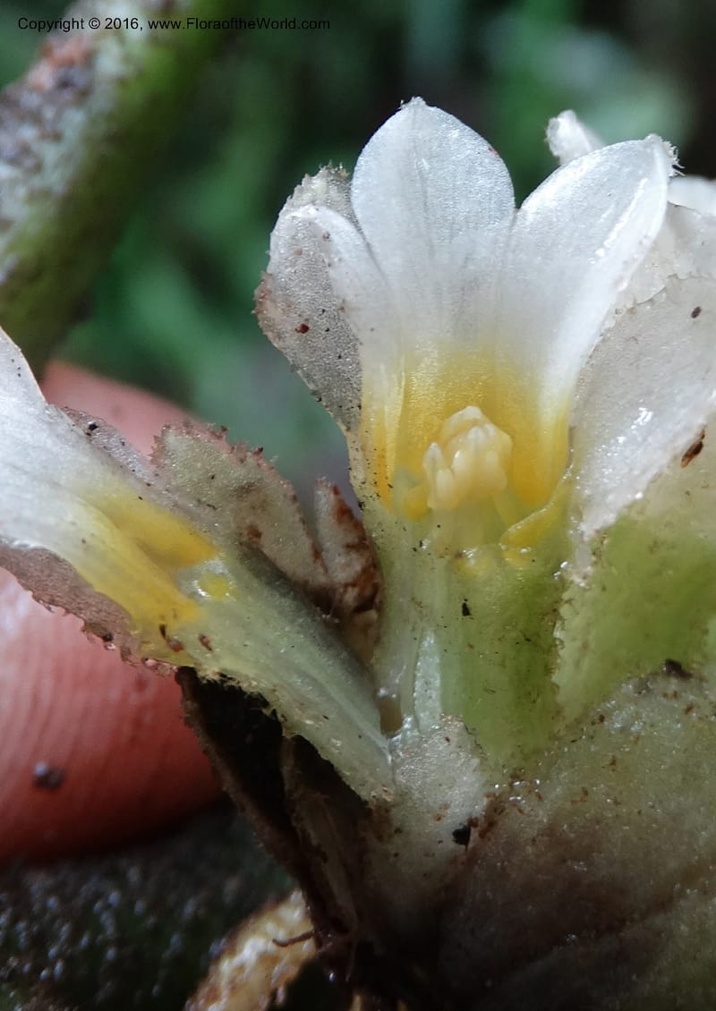 Pentaphragma cyrtandriforme, Davidson, C 12738--Sabah. Mt. Kinabalu. Bundu Tuhan Trail. 11 Oct 2014. DSC04153 (103).JPG
