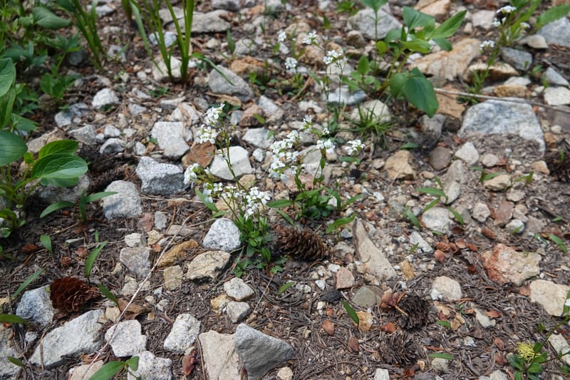 Arabis nuttallii, C. Davidson 14036--ID, Valley Co. Elkl Summit. 18 July 2019. DSC00995 (53).JPG