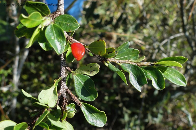 Erythroxylum cuneifolium, Stevens, W.D. 31055, Cerro Cora, 15 Mar 2011 1262 (4).JPG