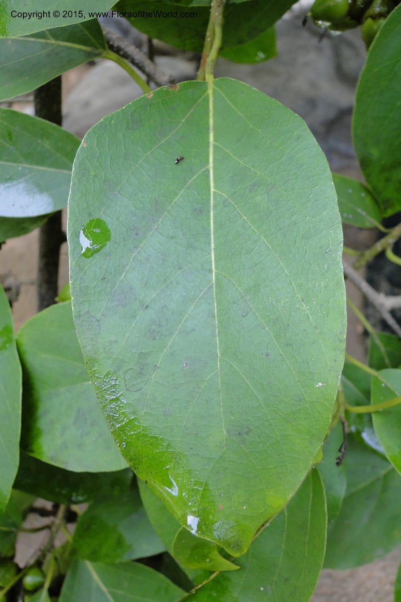 Diospyros, Regalado, Ja 1986--Viet Nam. Nui Baden Temple. 16 May 2011. 022 (14).jpg