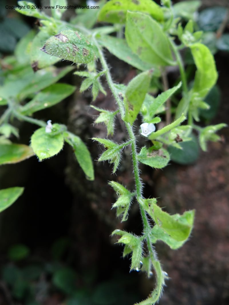 Bothriospermum secundum, Davidson, C 12018--China. Anhui Prov. Qiyun Shan. 7 Jun 2012. DSC01929 (123).JPG