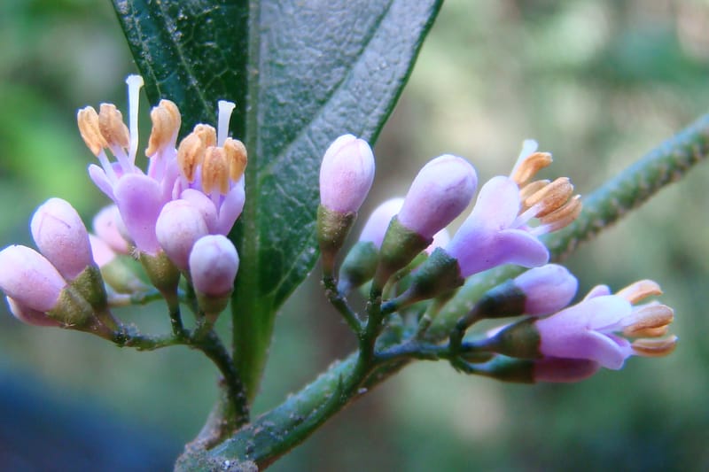 Callicarpa, Regalado 1734--Viet Nam. Thua Thien Hue Prov. Phu Loc Distr. Bach Ma. 13Apr 09. 131 (9).jpg