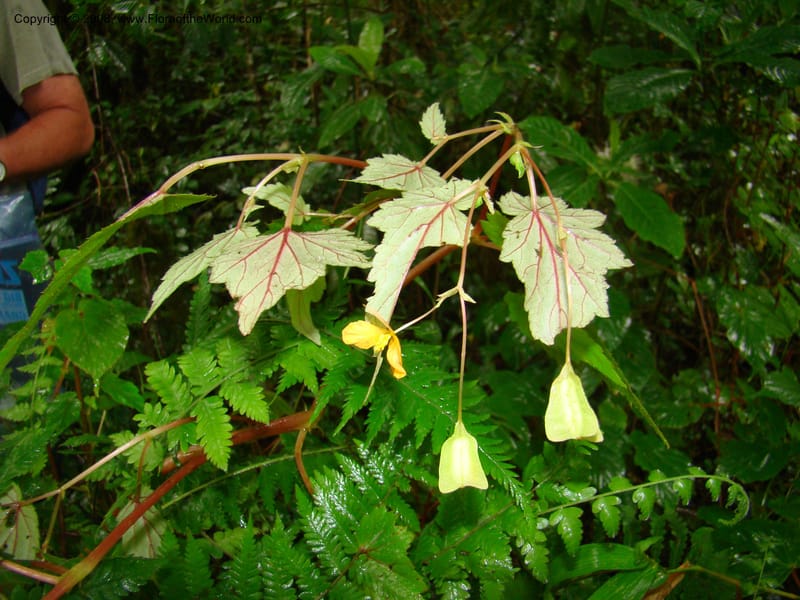 Begonia sutherlandii, RGereau7014--Tanz. Mbeya Rural Distr. Ngozi Crater. 26 Jan 08. 210.jpg