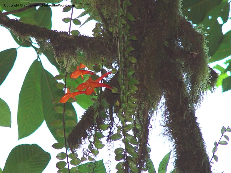 Columnea microphylla--Costa Rica. At La Paz Waterfall. 1 Mch 02. 004B.jpg