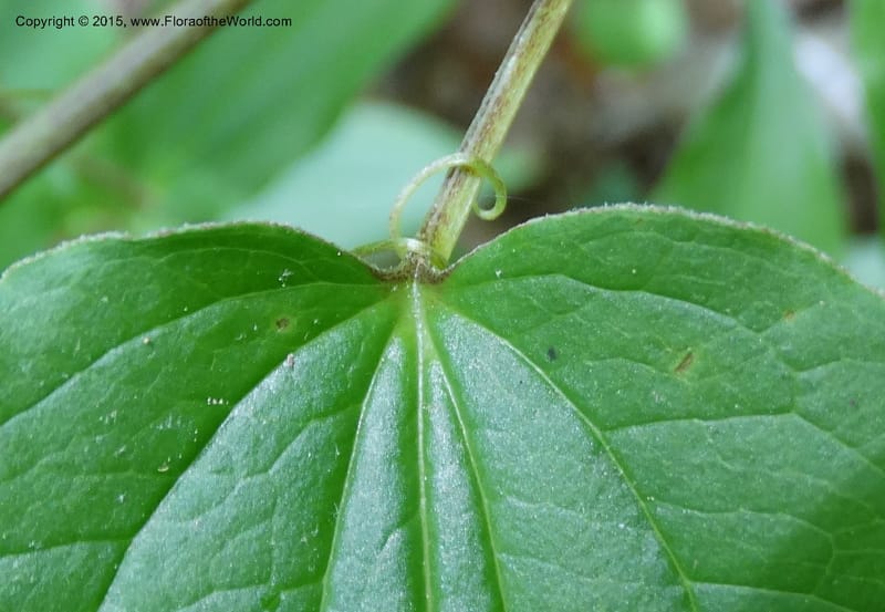 Smilax pulverulenta, Davidson, C 12996--North Carolina. Macon Co. Standing Indian. 14 May 2015. DSC05212 (200).JPG