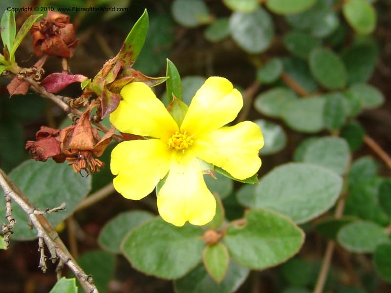 Hibbertia cuneiformis, s.n.--CA. San Francisco Arboretum. 9 Aug 07. 482.jpg