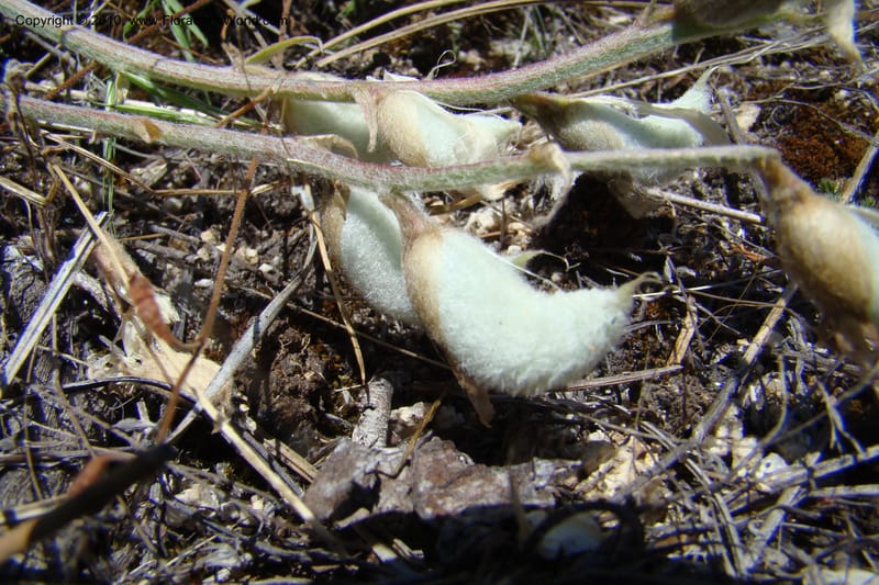 Astragalus purshii, C. Davidson 11372--Idaho. Idaho Co. Salmon River. Polly Bemis Ranch. 27 May 2009. 139.jpg