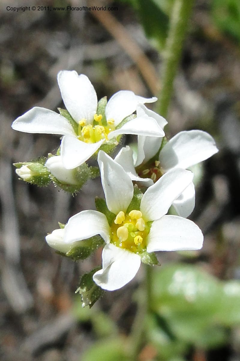 Suksdorfia ranunculifolia, C. Davidson 11859--Idaho. Valley Co. Lick Creek Rd. 4 July 2011. 034 (9).jpg