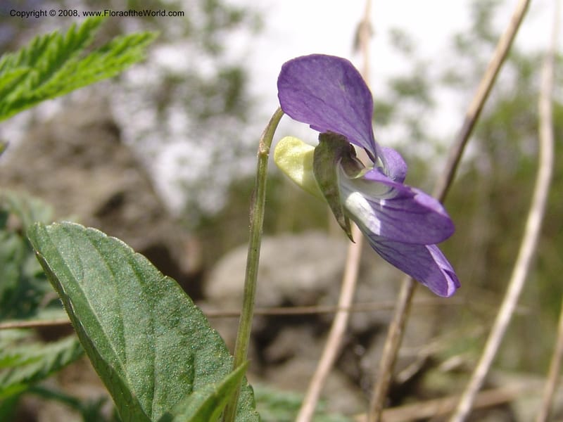 Viola somchetica--Georgia. Kazbeki . Trail-road to Sameba Church. 2 Jun 05. 043.jpg
