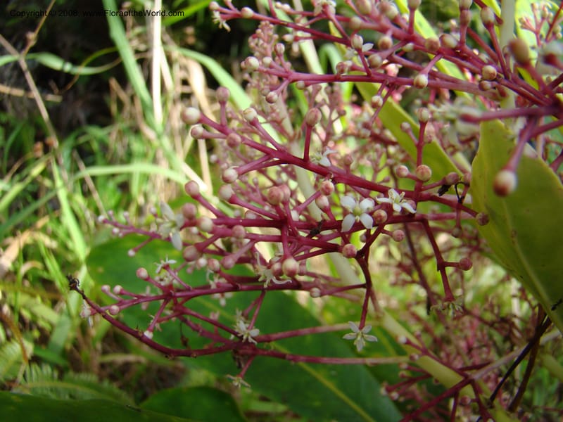 Phelline, GBarriera131107-21--New Caledonia. Mandjelia. 13 Nov 07. 231.jpg