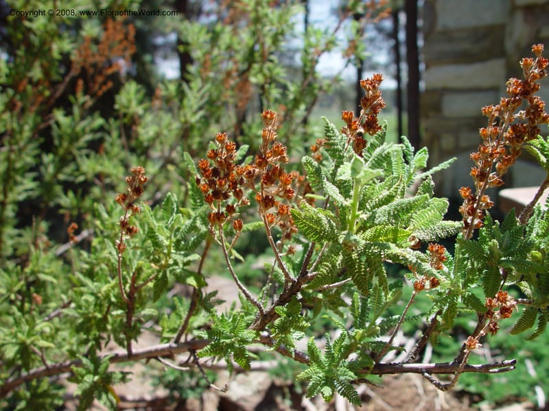 Chamaebatiaria millefolium--AZ. Arboretum at Flagstaff. 5 Jun 03. 062.jpg