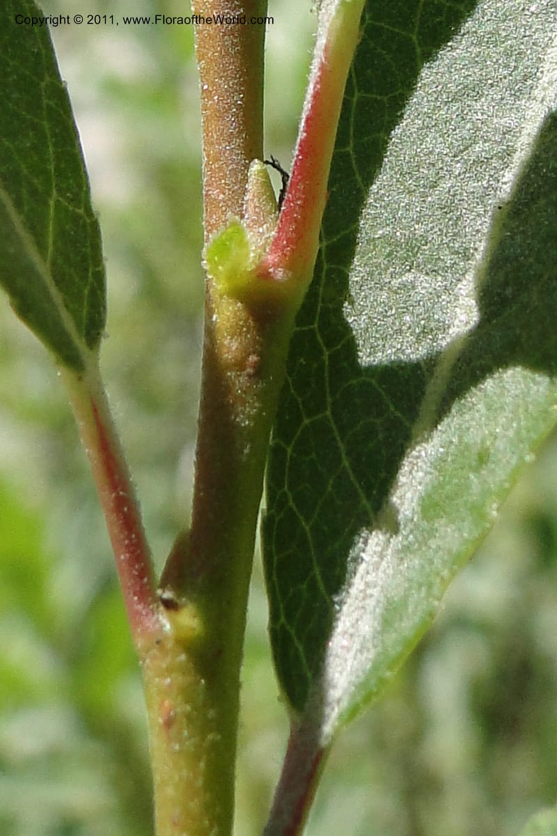 Salix, Davidson, C 11870--Idaho. Idaho Co. Warren Wagon Rd. 8 July 2011. 074 (17).jpg