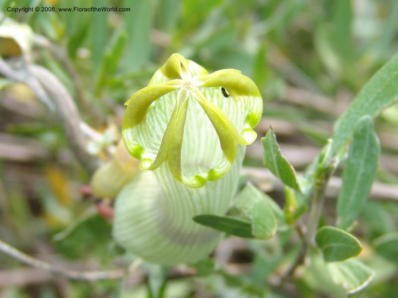 Ceropegia ampliata--So.Africa. Mpumal. twd Steelpoort.16 Mch 05. 508.jpg
