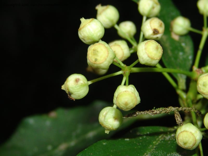 Dendropanax arboreus, N.Martinez521--MX. Chiapas. Res. Biosf. El Triunfo. Trail NW along stream. 9 Nov 04. 116.jpg