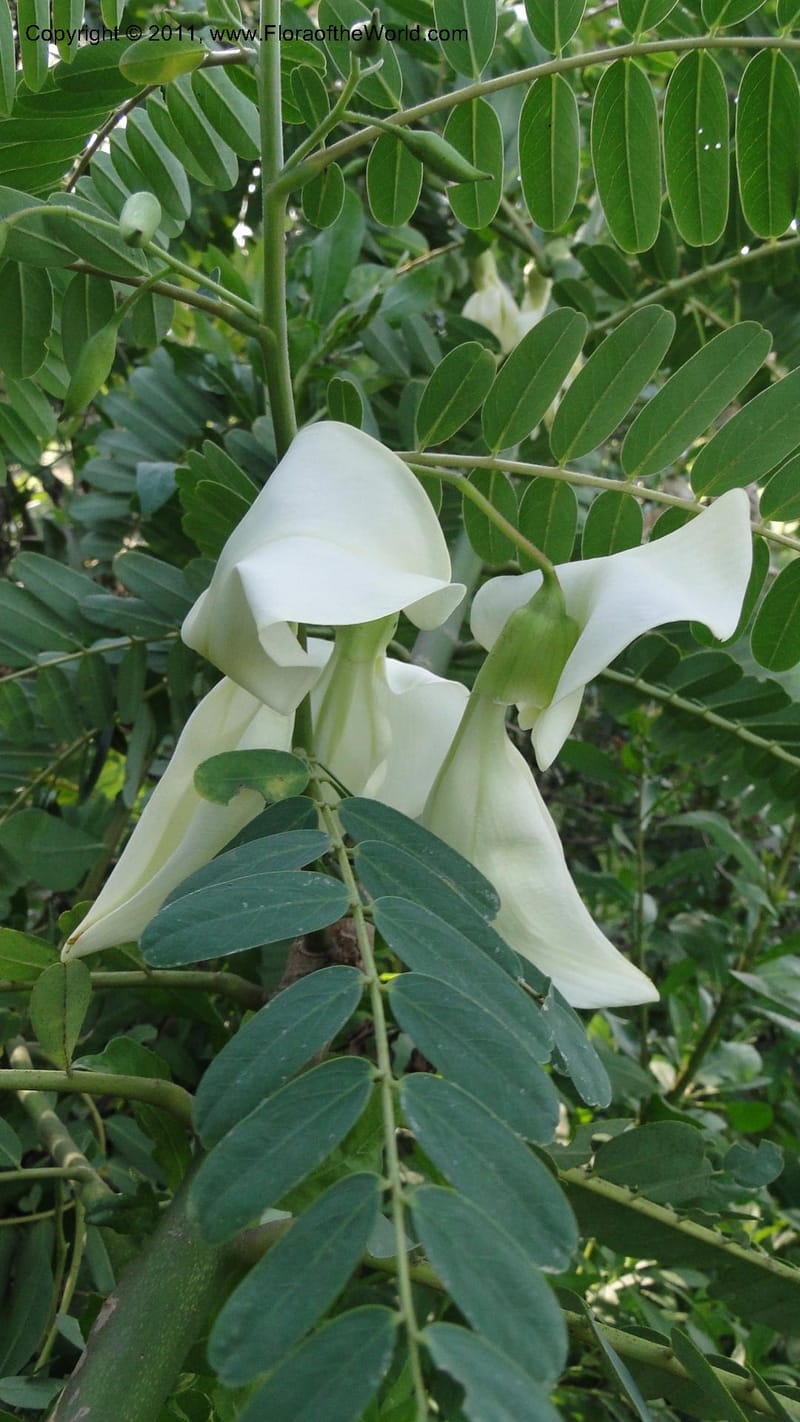 Sesbania grandiflora, Gereau--Tanzania. Univ. of Dar es Salaam. 9  May 2010 367 (13).jpg
