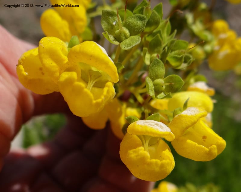 Calceolaria biflora, W. D. Stevens 34183--Chile, La Laguna Maule, 22 Feb 2013 9564 (9).JPG