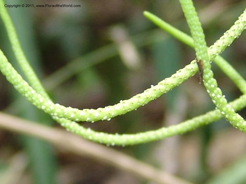 Peperomia vestita, AraujoM2911--Bolivia. F. Tamayo. Rio Machariapu. 17 Sep 06. 582 (8).jpg