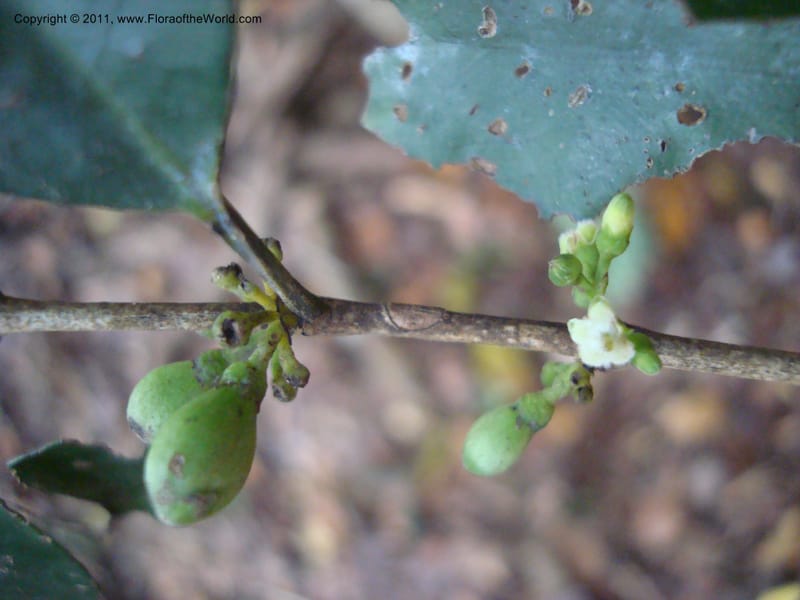 Geniostoma,  Munzinger, J 4819--New Caledonia, ProvN, Col d'Amieu, 16 Nov 2007 037 (9).jpg