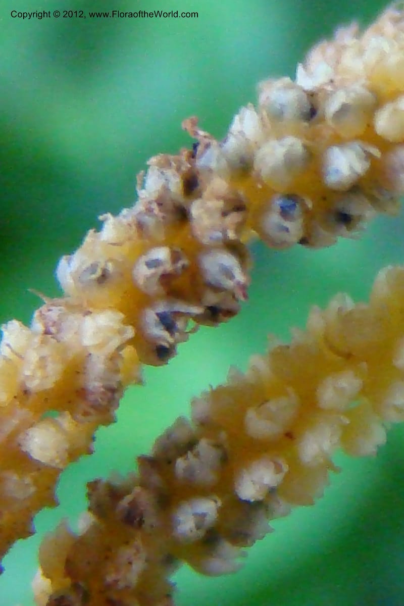 Epirixanthes, Regalado, 1690--Viet Nam. Quang Tri Prov. Dakrong Distr. DaKrong. 11 Apr 09. 197 (8).jpg