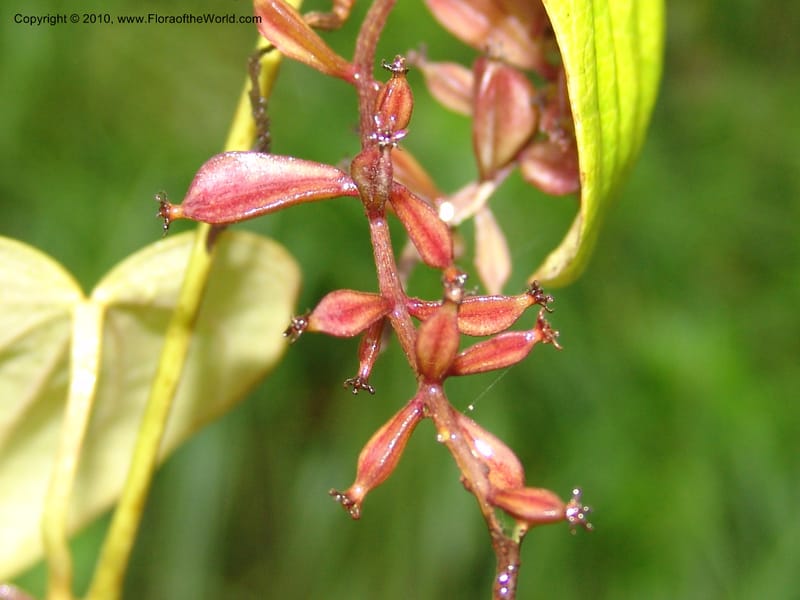 Dioscorea, Croat 97393--Ecuador. Prov. Pichincha. BellaVista private reserve. 27 Mar 06. 374 (5).jpg