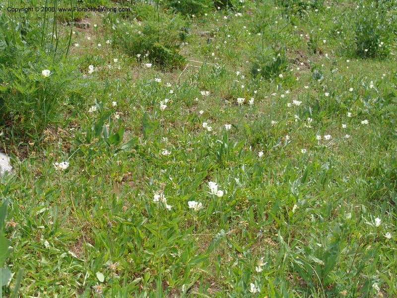 Calochortus eurycarpus, CDavidson11122--ID. Adams Co. For. Serv. Rd. 453, to Goose Lk. 20 Jul 07. 286.jpg