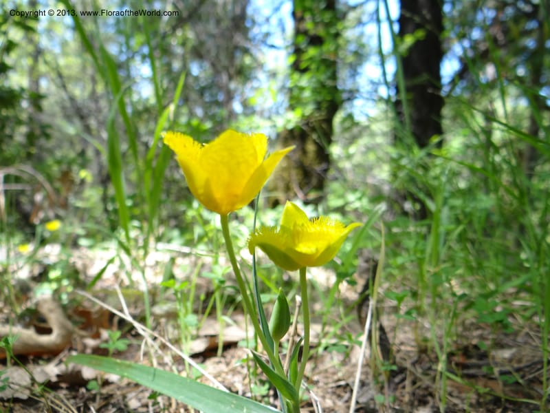 Calochortus monophyllus, Davidson, C 12134--Calif. Nevada Co. 19 Apr 2013.   (1).JPG