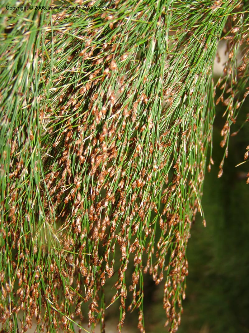 Ischyrolepis subverticillata--CA. McConnell Arboretum, Redding. 4 Jun 07. 195.jpg