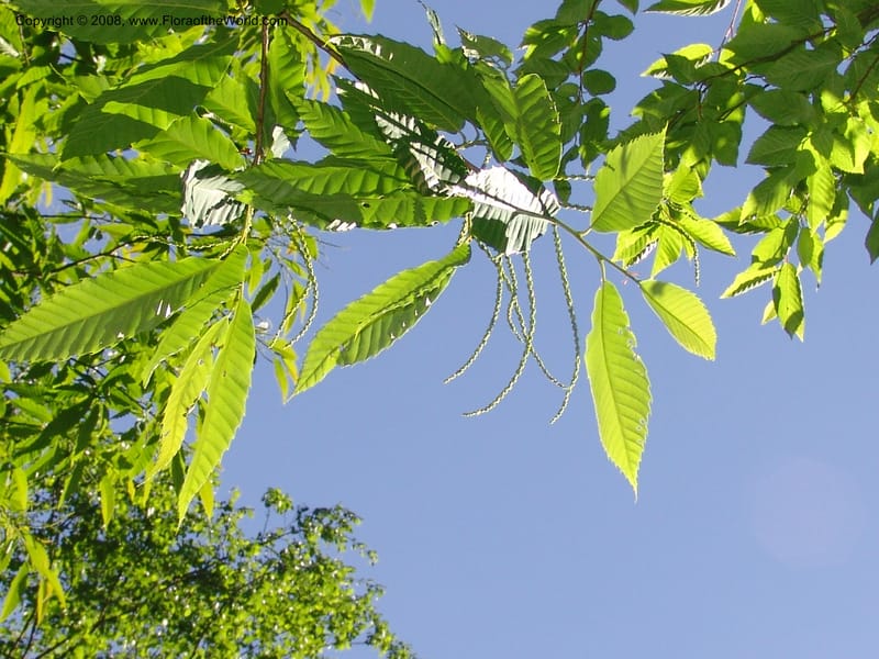Foliage and emerging catkins against a blue sky