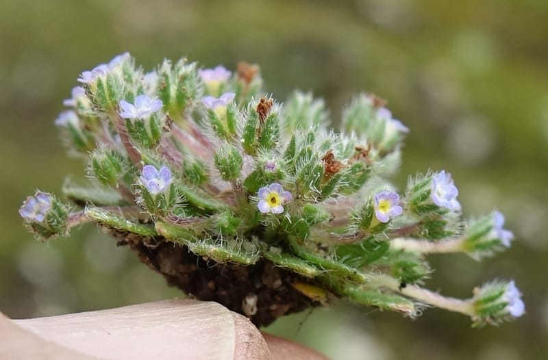 Microcaryum pygmaeum, D. Boufford 44021--China. Sichuan. Daocheng Xian. 14 Aug 2017. DSC05676 (280).JPG