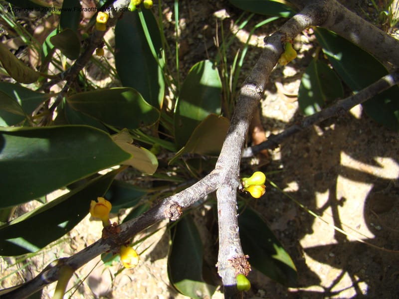 Garcinia neglecta, JMunzinger4669--N.Caled. Dumbea Dam in Dumbea Riv, S of Noumea. 11 Nov 07. 246.jpg