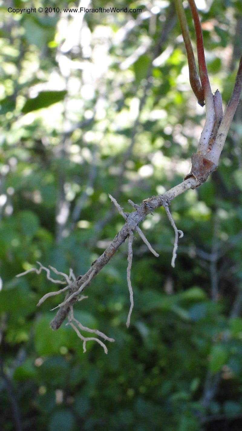 Vancouveria hexandra, C. Davidson 11779--OR. Multnomah Co. Mt. Hood. 16 August 2010. 043 (35).jpg
