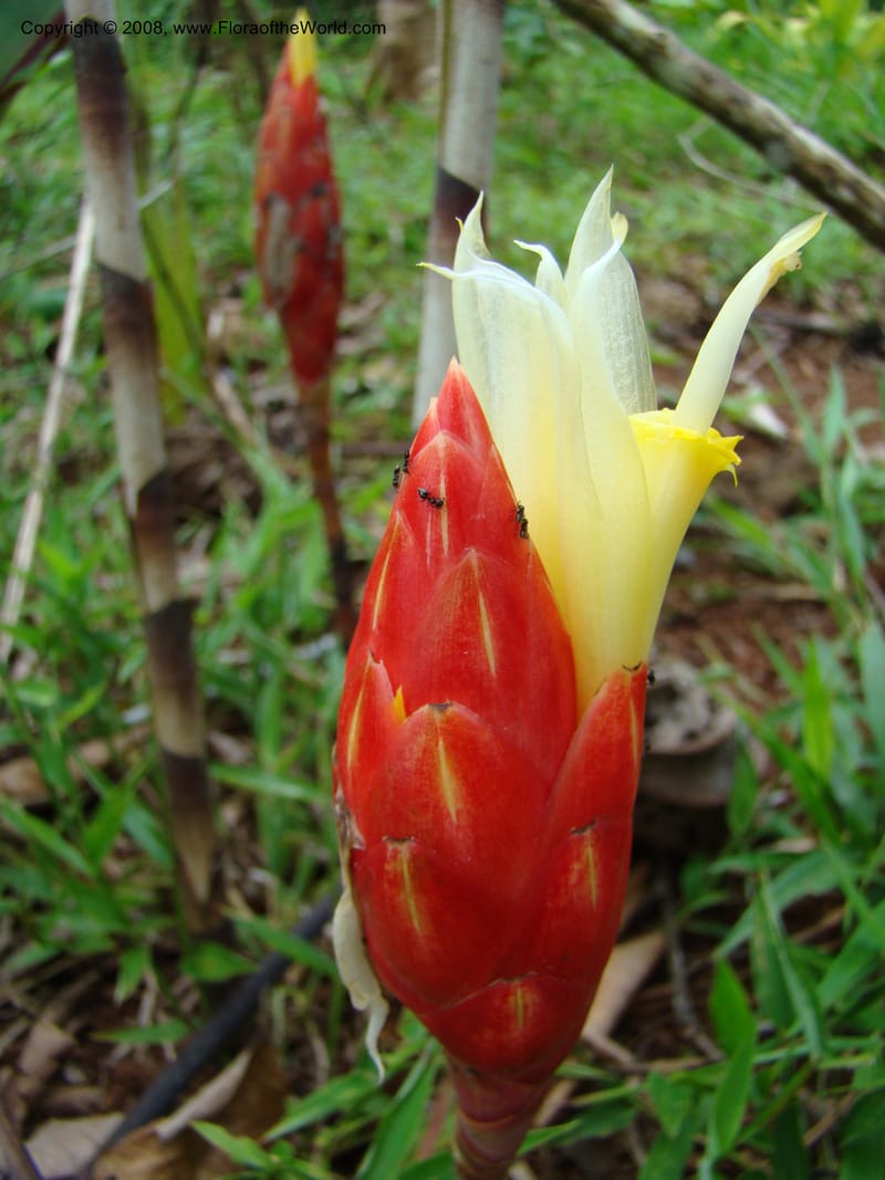 Costus stenophyllus--Costa Rica. Puntar. Los Charcos de Osa. 15 Apr 08. 223.jpg