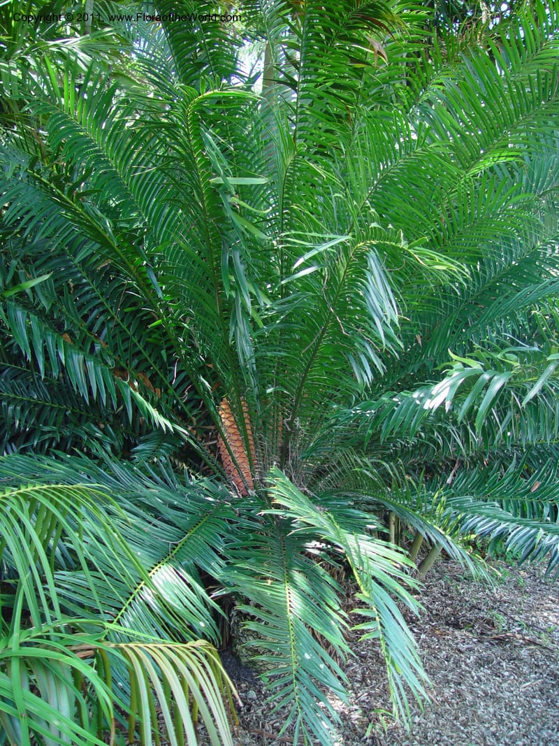 Encephalartos hildebrandtii--FL. Fairchild Bot. Gard. 7 Apr 03. 115.jpg