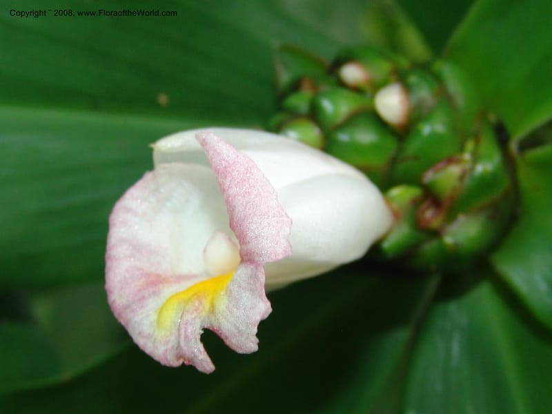 Costus, GSimon, 1456--Tanz. Mzelezi F. Res. S of Mbangayao Sch. 13 Feb 06. 005.jpg
