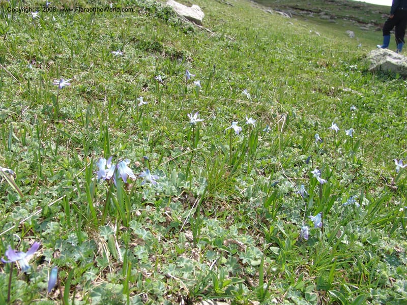 Scilla rosenii--Georgia. Vic. of Tskhrats'karo Pass. 7 Jun 05. 047.jpg