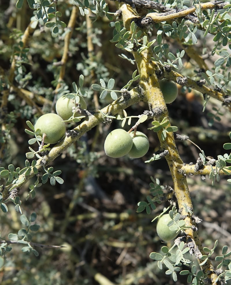 Geoffroea decorticans, Fortunato 13124--Argentina. W of Bellavista. 6 Feb 2018. DSC08696 (190).JPG