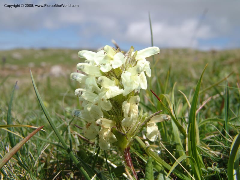 Pedicularis armena--Georgia. Vic. of Tskhrats'karo Pass. 7 Jun 05. 149.jpg