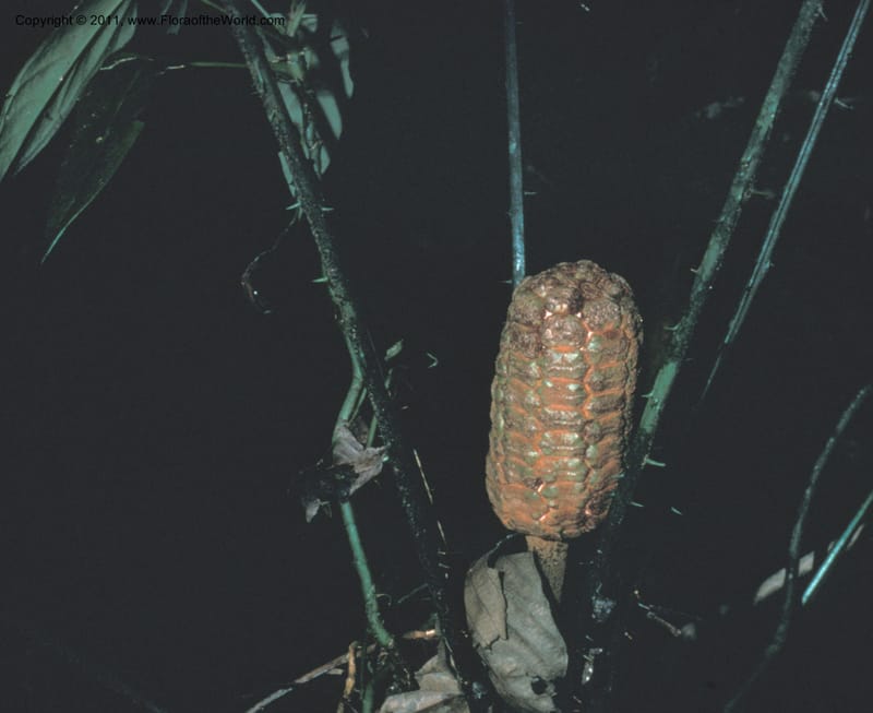 Zamia skinneri--Costa Rica. Limon. Hda. Tapezco-La Suerte. CDavidson 6904. 002.JPG
