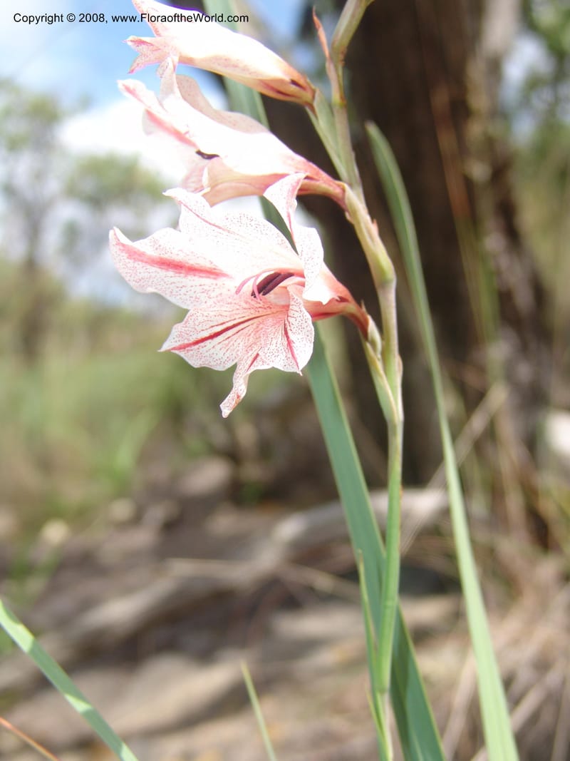 Gladiolus hollandii--So. Africa. Mpumalanga. Karino. Whyte Thorne Garden. 19 Mch 05. 280.jpg