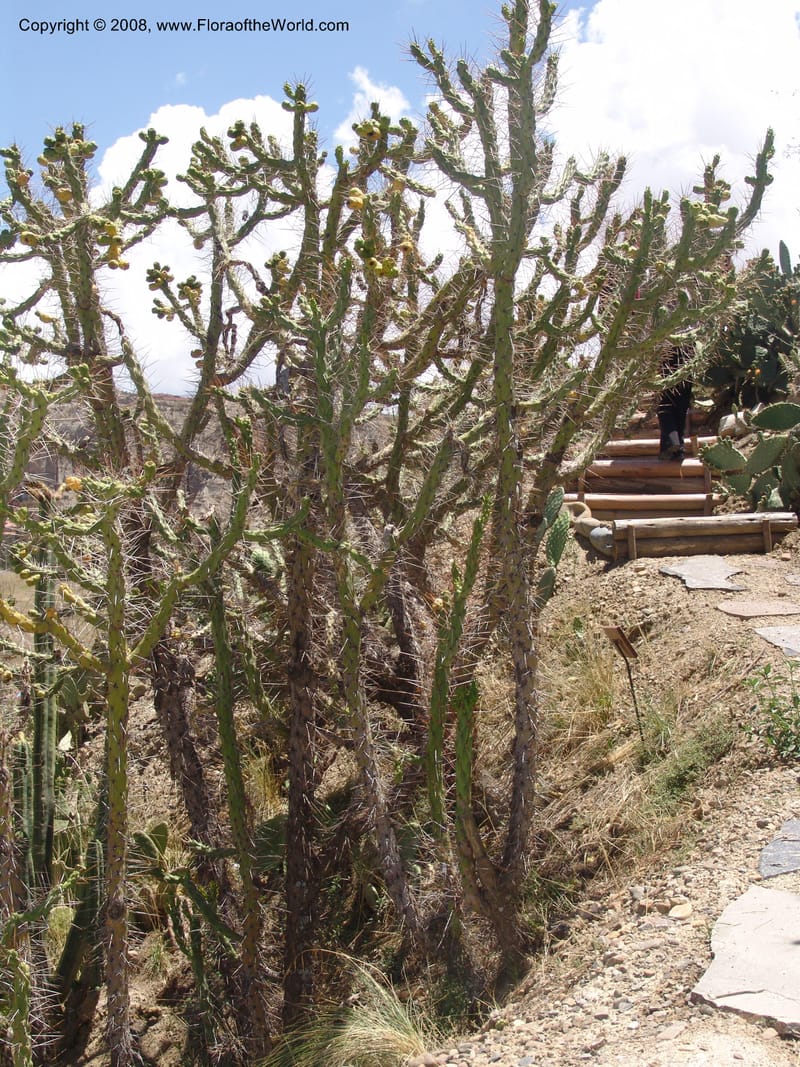 Opuntia subulata--Bolivia. La Paz. Jardin Botanico La Paz. 3 Dec 04. 139.jpg