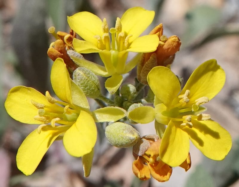 Lesquerella gordonii, C. Davidson 13997--AZ. Cochise Co. Geronimo Trail Rd. 10 Apr 2019. DSC07357 (77).JPG