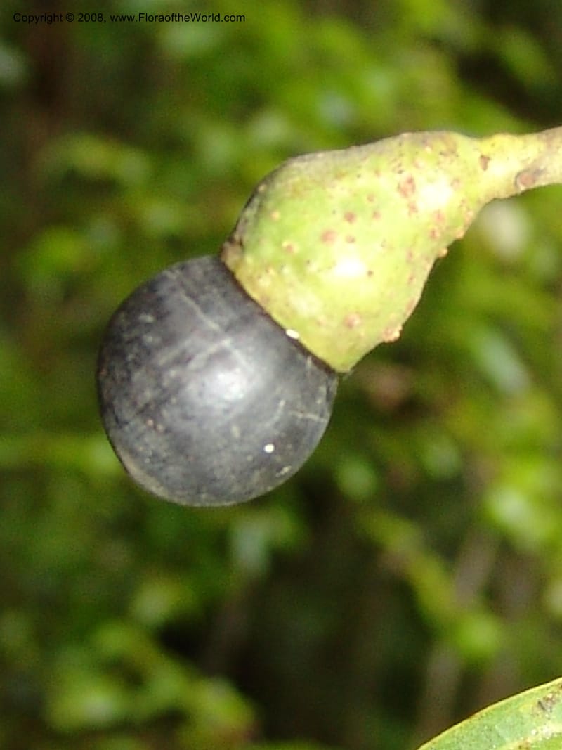 Ocotea, RVasquez33110--Peru. Cusco. Calca. Lares. Manto. 1 Nov 07. 196.jpg