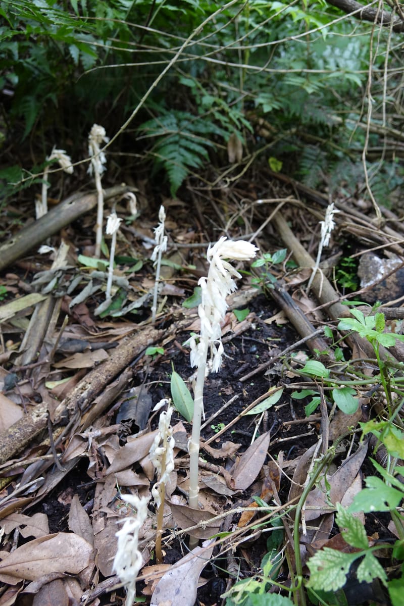 Epipogium roseum, Chung Kuo-Fang 3342--Taiwan. YangMing Shan Nat. Park. 18 May 2016. DSC02685 (237).JPG